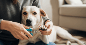 Como Cortar Unhas de Cachorro